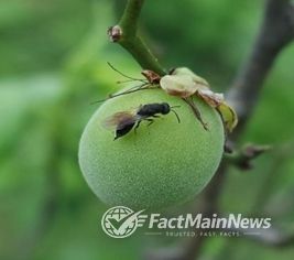 매실 복숭아씨살이좀벌 적기 방제 당부