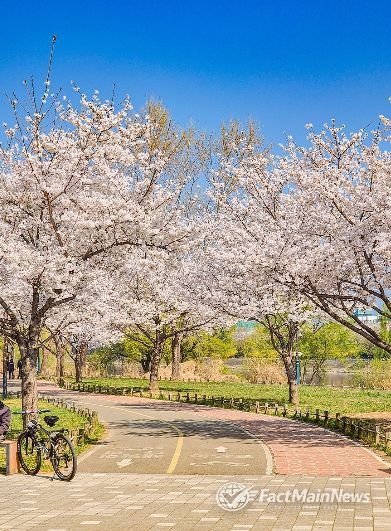 대구시, 벚꽃 자전거 라이딩 코스 추천