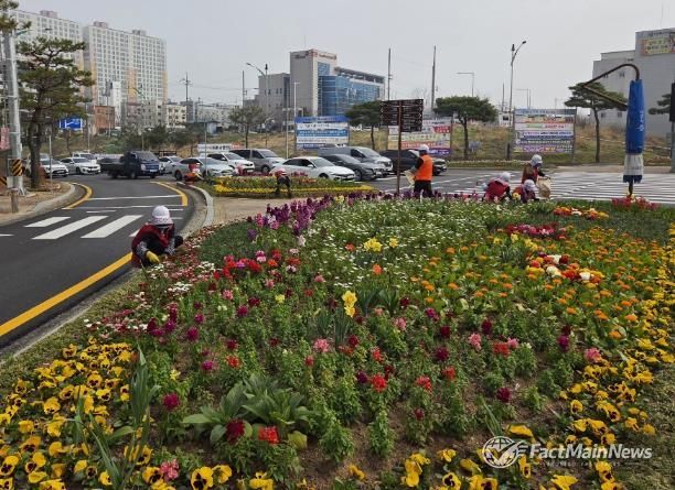 나주시가 쾌적한 도시경관 조성을 위해 주요 교통섬 6개소와 대형 화분 등에 금잔화, 페츄니아, 비올라 등 봄꽃을 식재했다.