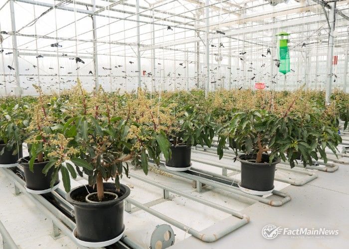 아열대실증시험온실 애플망고