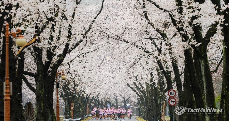 진안군, 우중(雨中) 속 신비로운 벚꽃 러닝.. '2026 진안 벚꽃&웰니스 힐링 런트립' 성료