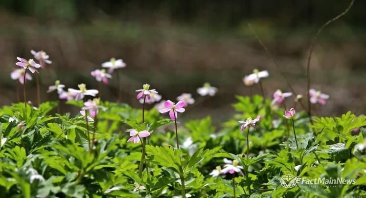 구례 남바람꽃 개화, 올해도 성황리 마무리