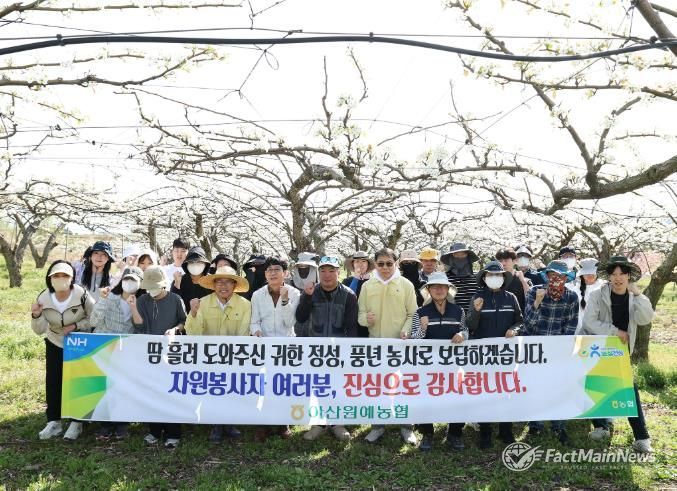 아산시의회 의장과 사무국 직원들이 법곡동 일원 배 농가 찾아 인공수분 작업을 도우며 봉사활동을 펼치고 있다.