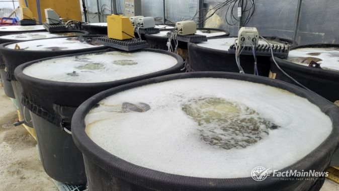 벼 종자 약제 침지소독